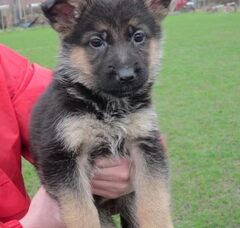 Foto 3 van de pups