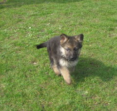 Foto 4 van de pups