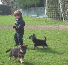 Foto 5 van de pups