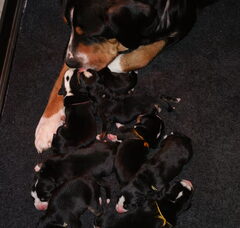 Foto 3 van de pups