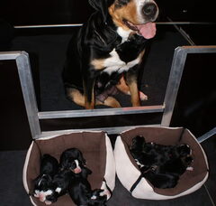 Foto 4 van de pups