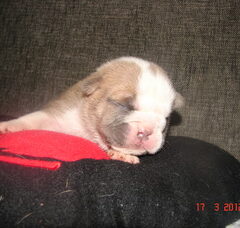 Foto 2 van de pups