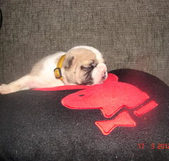 Foto 3 van de pups