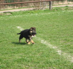 Foto 6 van de pups