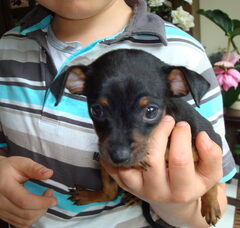 Foto 3 van de pups