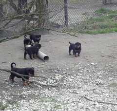 Foto 2 van de pups