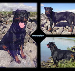 Foto 3 van de pups