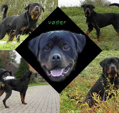 Foto 4 van de pups