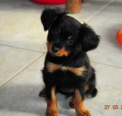 Foto 2 van de pups