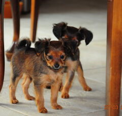 Foto 3 van de pups