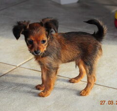 Foto 4 van de pups