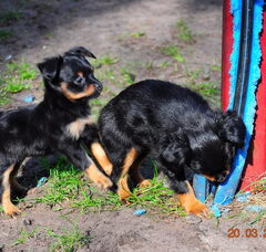 Foto 5 van de pups
