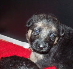 Foto 2 van de pups