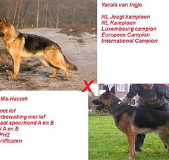 Foto 3 van de pups