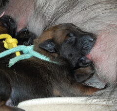 Foto 4 van de pups