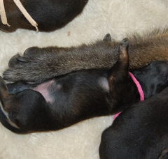 Foto 5 van de pups