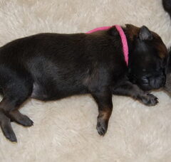 Foto 6 van de pups