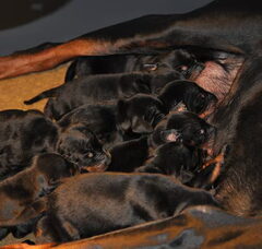 Foto 2 van de pups