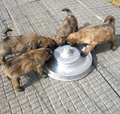 Foto 2 van de pups