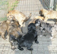 Foto 3 van de pups