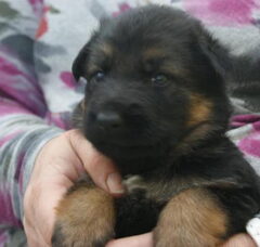 Foto 2 van de pups