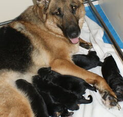 Foto 3 van de pups