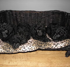 Foto 4 van de pups