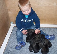 Foto 2 van de pups
