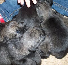 Foto 3 van de pups