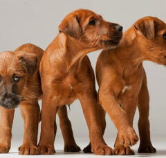 Foto 2 van de pups