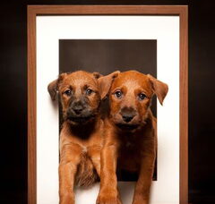 Foto 3 van de pups