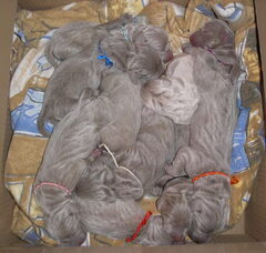 Foto 4 van de pups