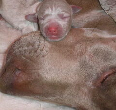 Foto 5 van de pups