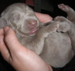 Foto 6 van de pups