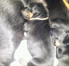 Foto 2 van de pups