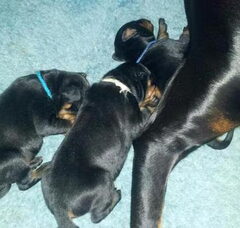 Foto 3 van de pups