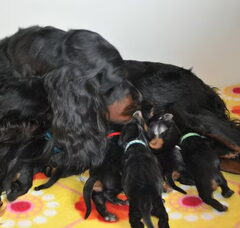 Foto 2 van de pups