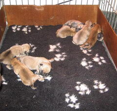 Foto 2 van de pups