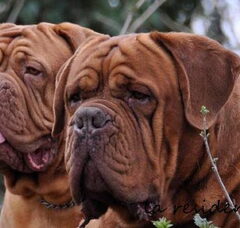 Foto 2 van de pups