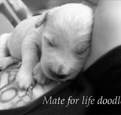 Foto 2 van de pups