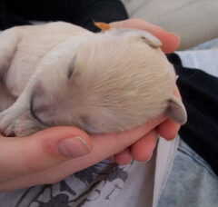 Foto 3 van de pups