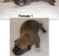 Foto 2 van de pups