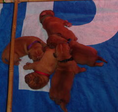 Foto 2 van de pups