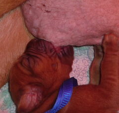Foto 3 van de pups