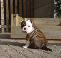 Foto 2 van de pups