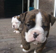 Foto 3 van de pups