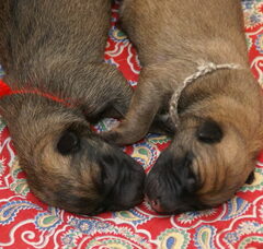 Foto 2 van de pups