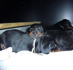 Foto 4 van de pups