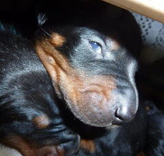 Foto 5 van de pups