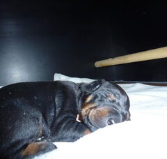 Foto 6 van de pups